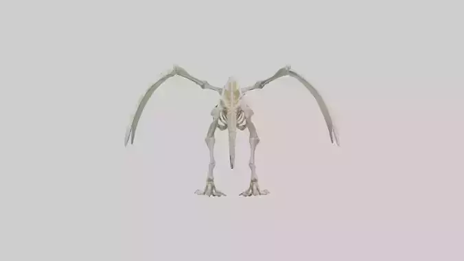 Pterodactyl Skeleton model Low-poly 3D model
