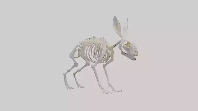 Rabbit Skeleton model