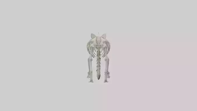 Raccoon Skeleton model