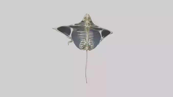 Ray Skeleton model Low-poly 3D model