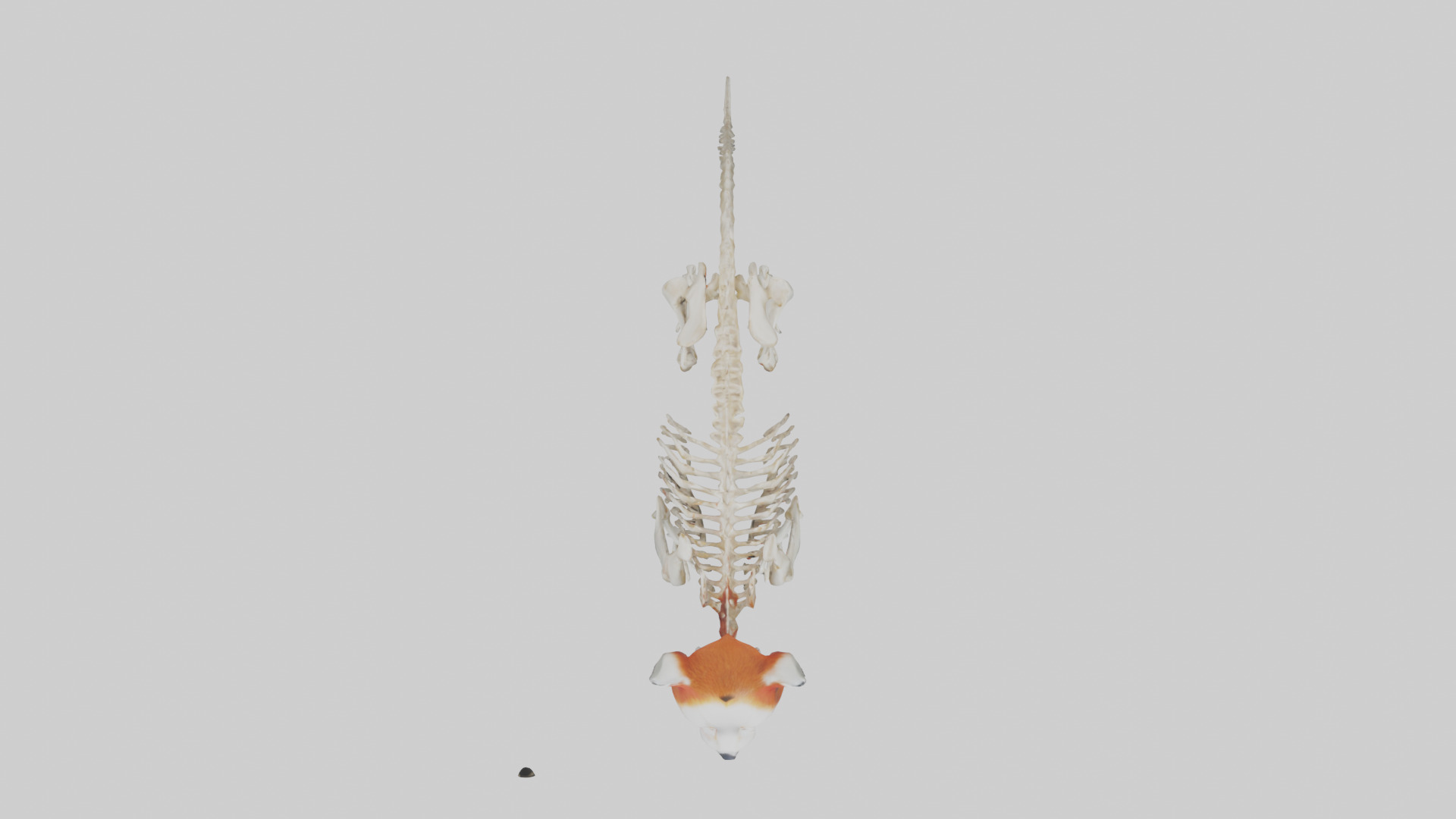 Red Panda Skeleton model Low-poly 3D model_14