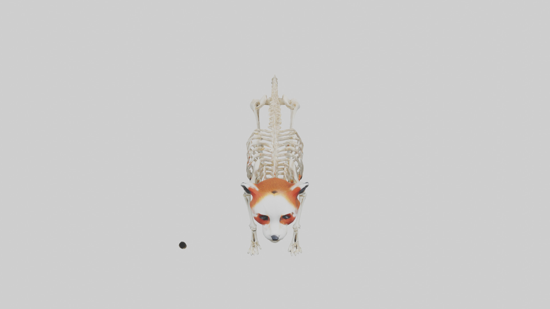 Red Panda Skeleton model Low-poly 3D model_16