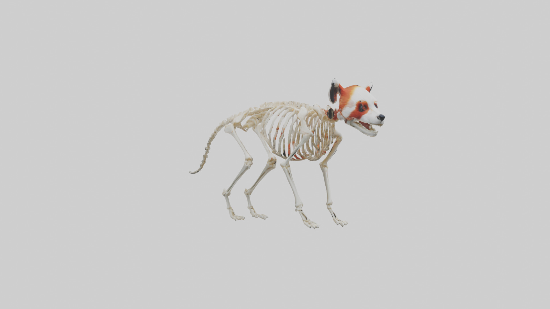 Red Panda Skeleton model Low-poly 3D model_11
