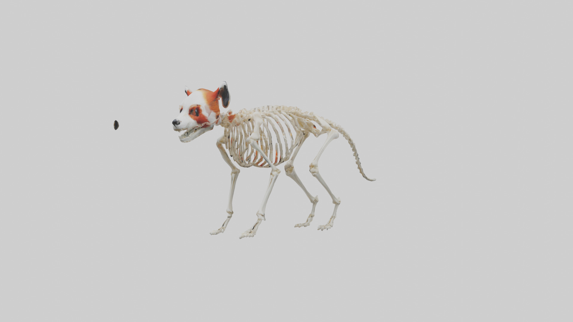 Red Panda Skeleton model Low-poly 3D model_8
