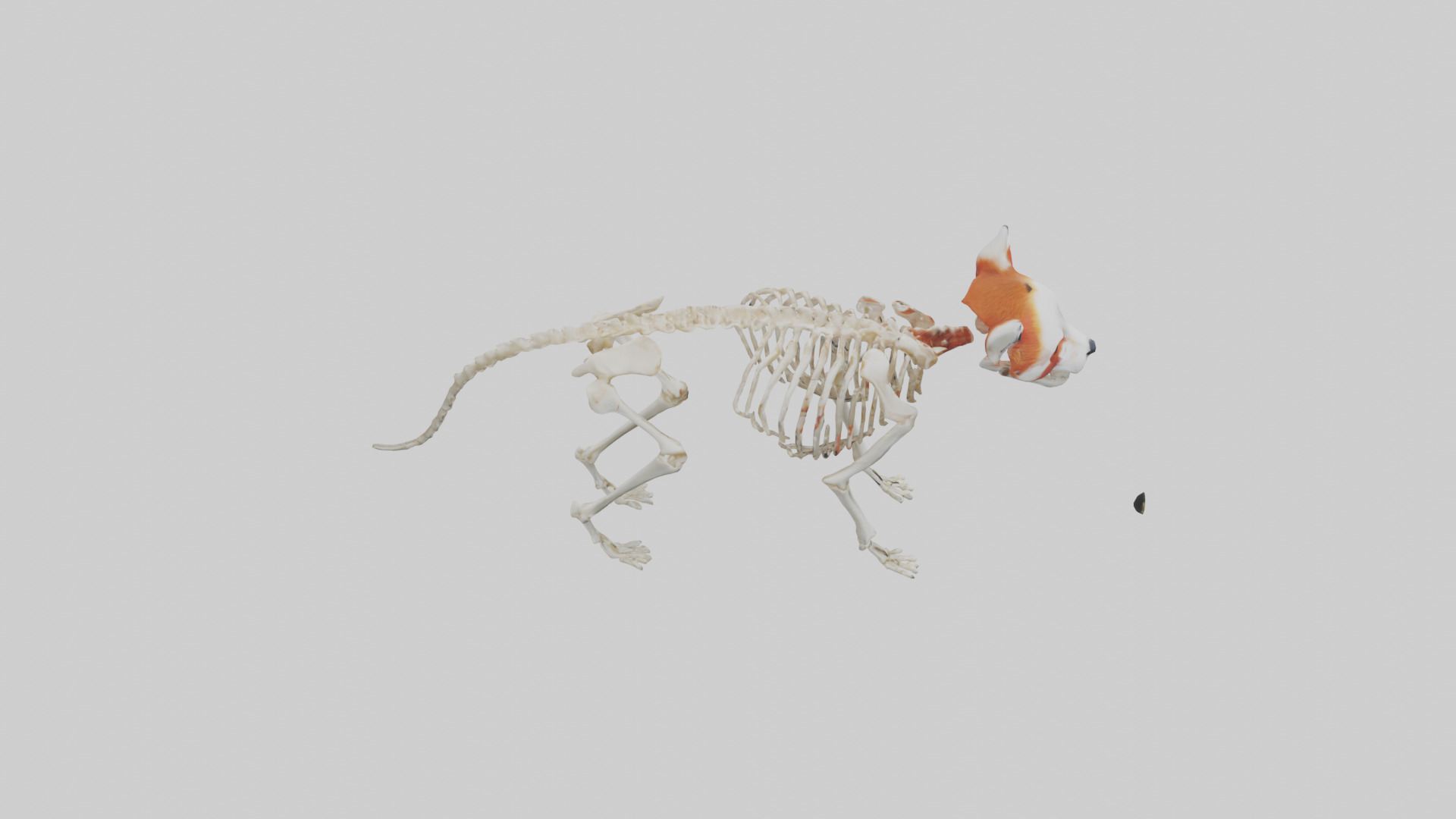 Red Panda Skeleton model Low-poly 3D model_18