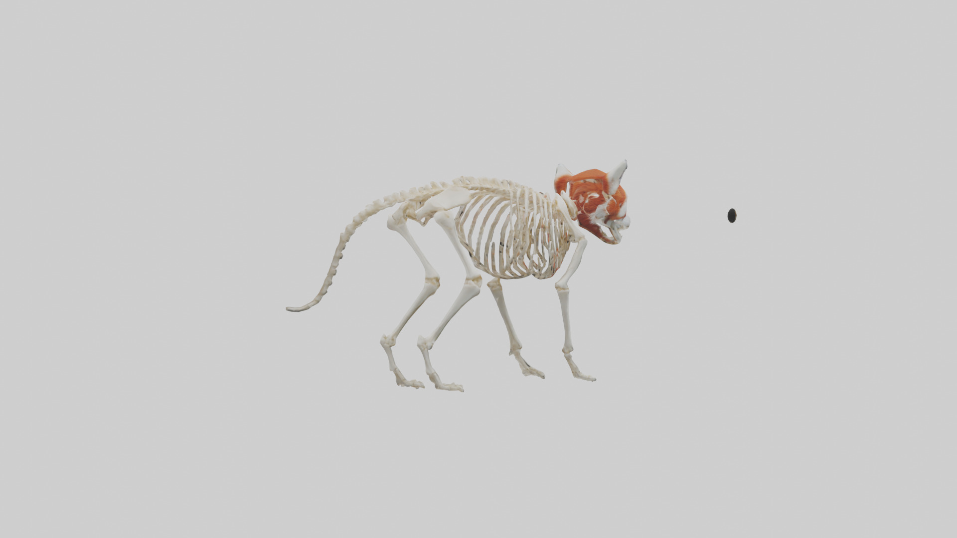 Red Panda Skeleton model Low-poly 3D model_2