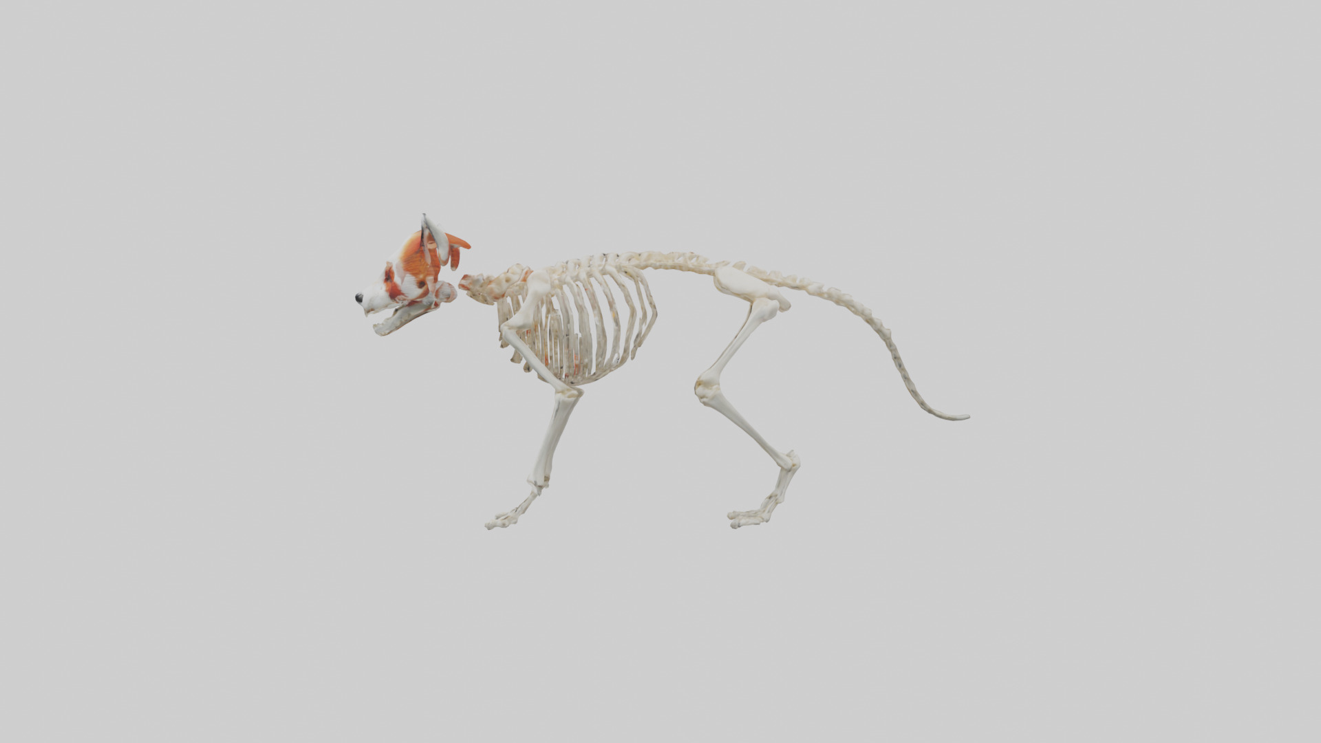 Red Panda Skeleton model Low-poly 3D model_12