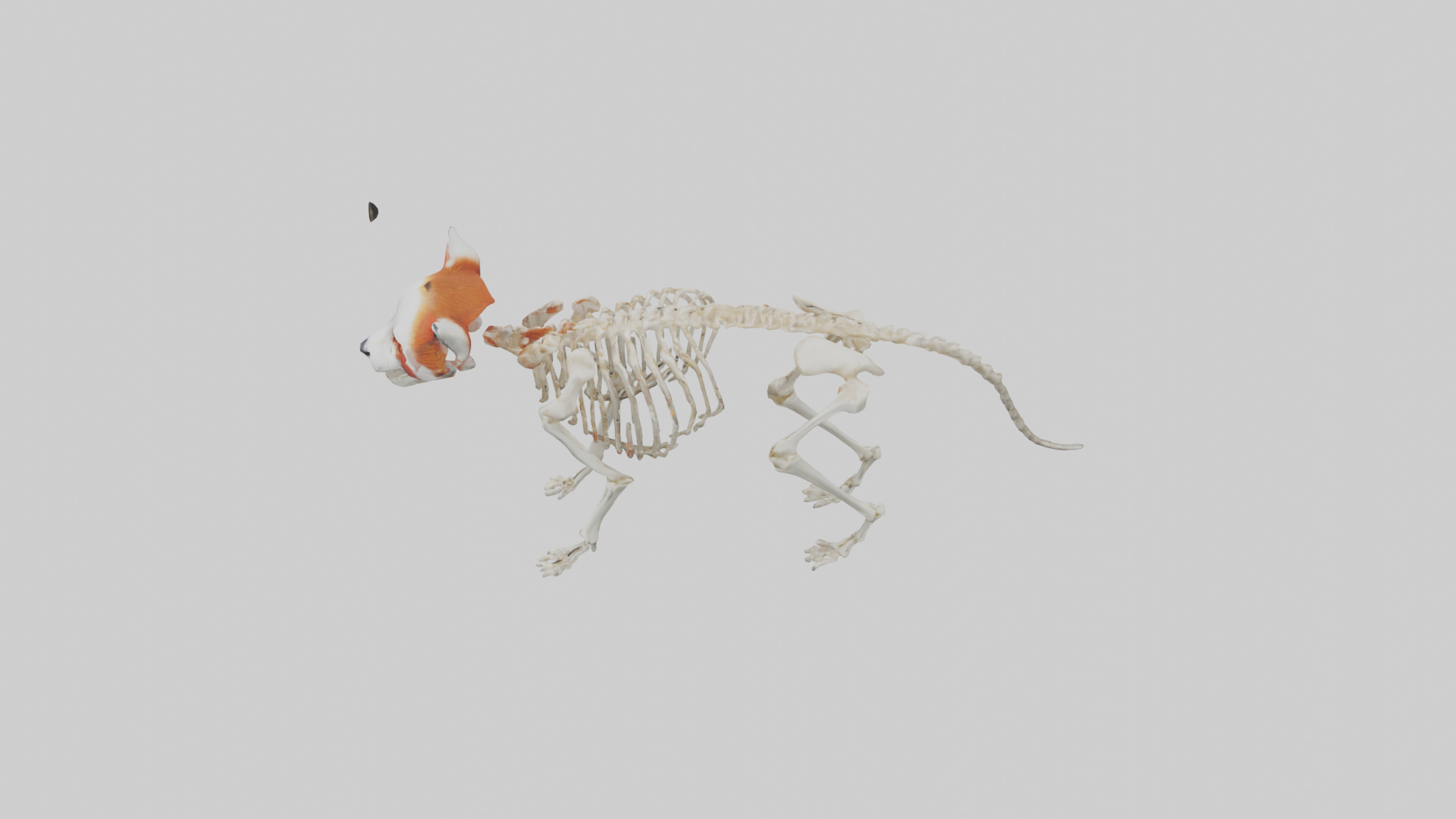 Red Panda Skeleton model Low-poly 3D model_17