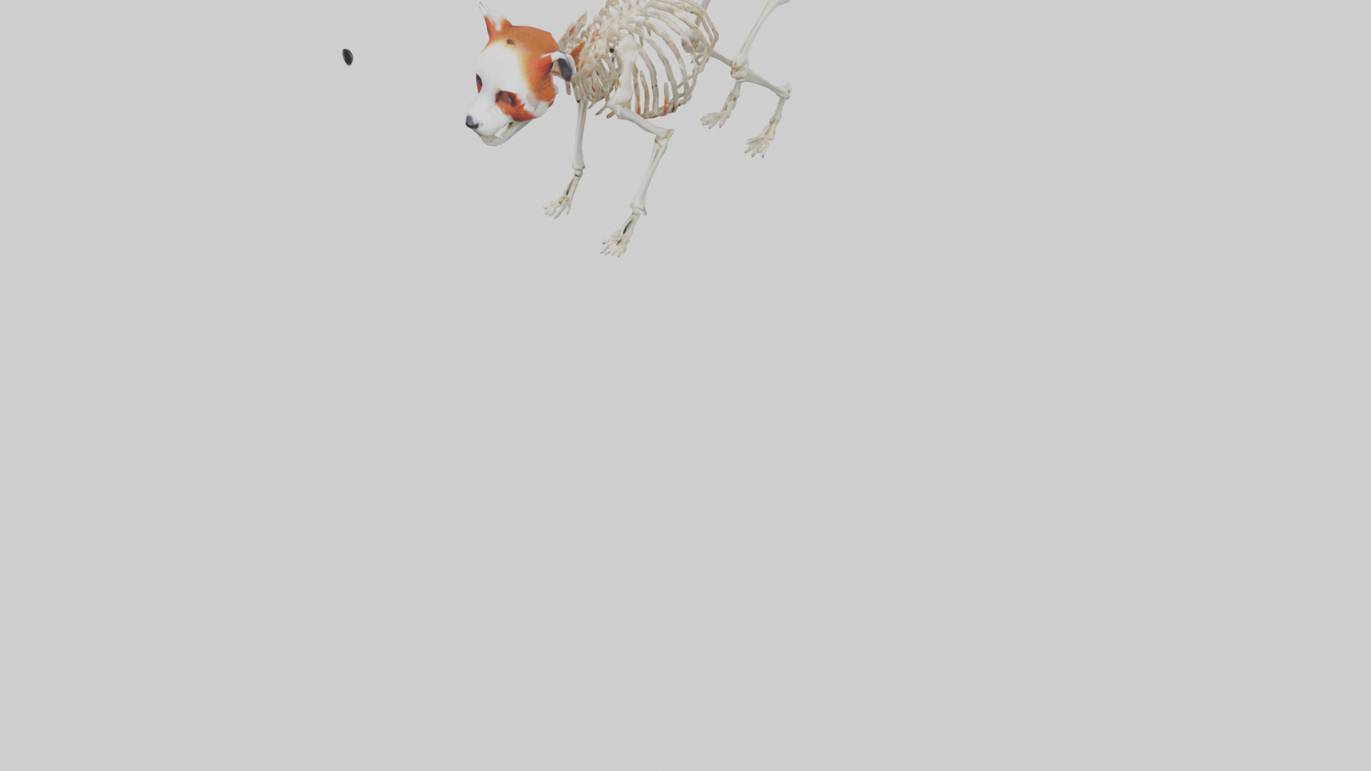 Red Panda Skeleton model Low-poly 3D model_5