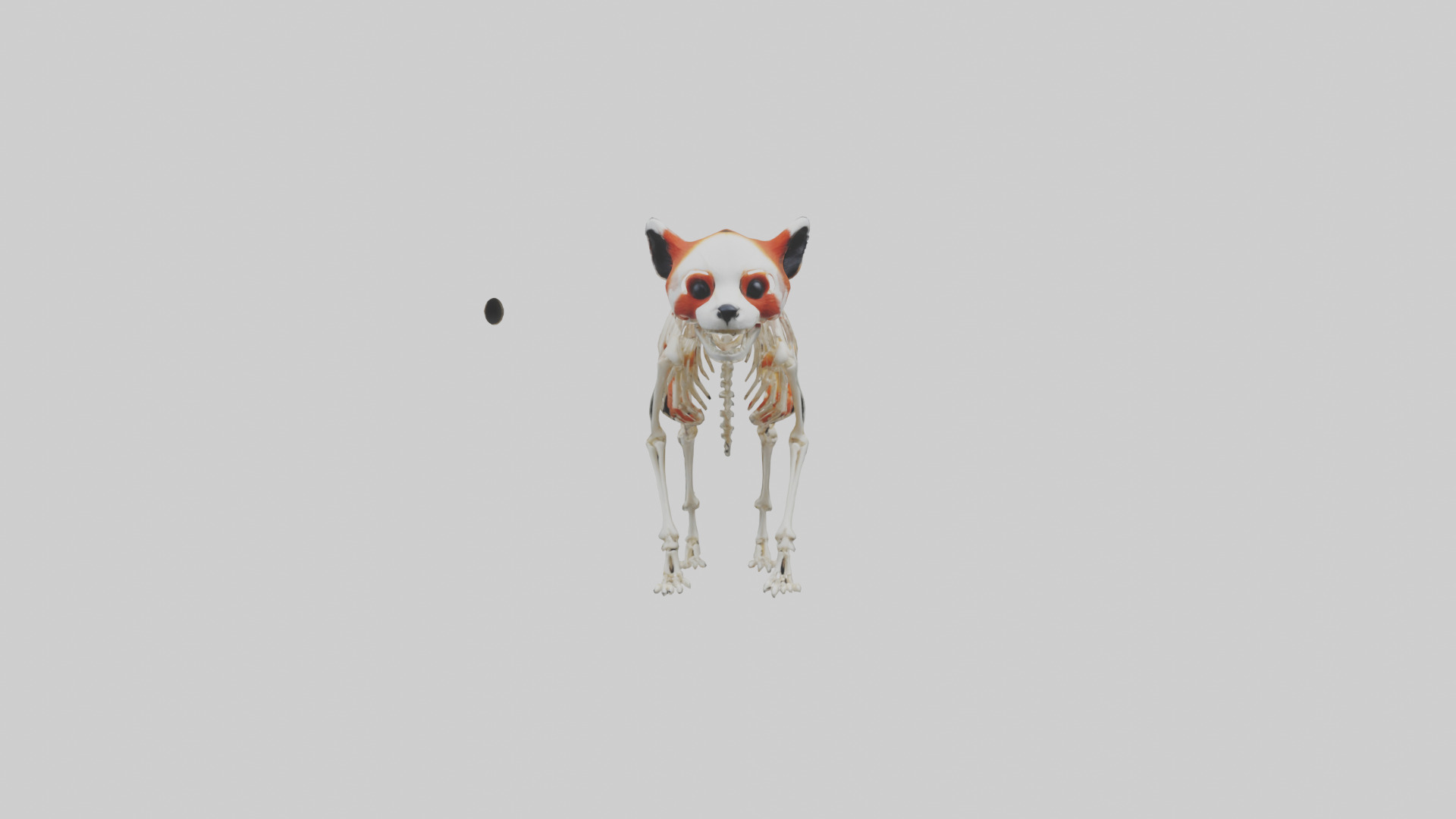 Red Panda Skeleton model Low-poly 3D model_9