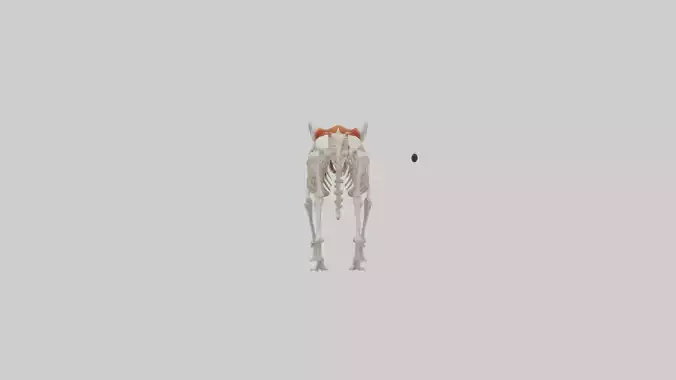 Red Panda Skeleton model