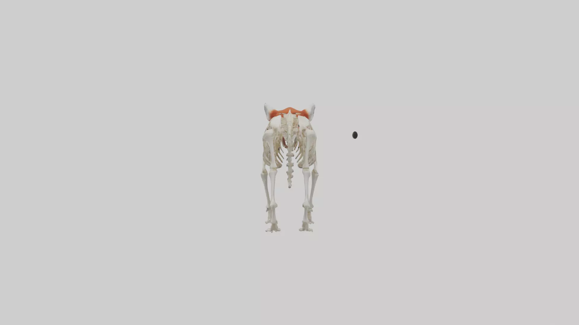 Red Panda Skeleton model Low-poly 3D model_0