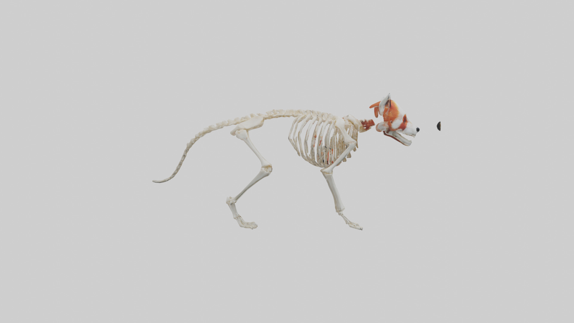 Red Panda Skeleton model Low-poly 3D model_13