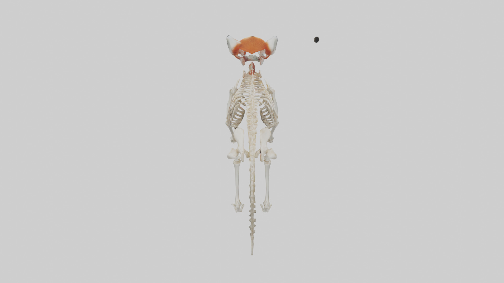 Red Panda Skeleton model Low-poly 3D model_15