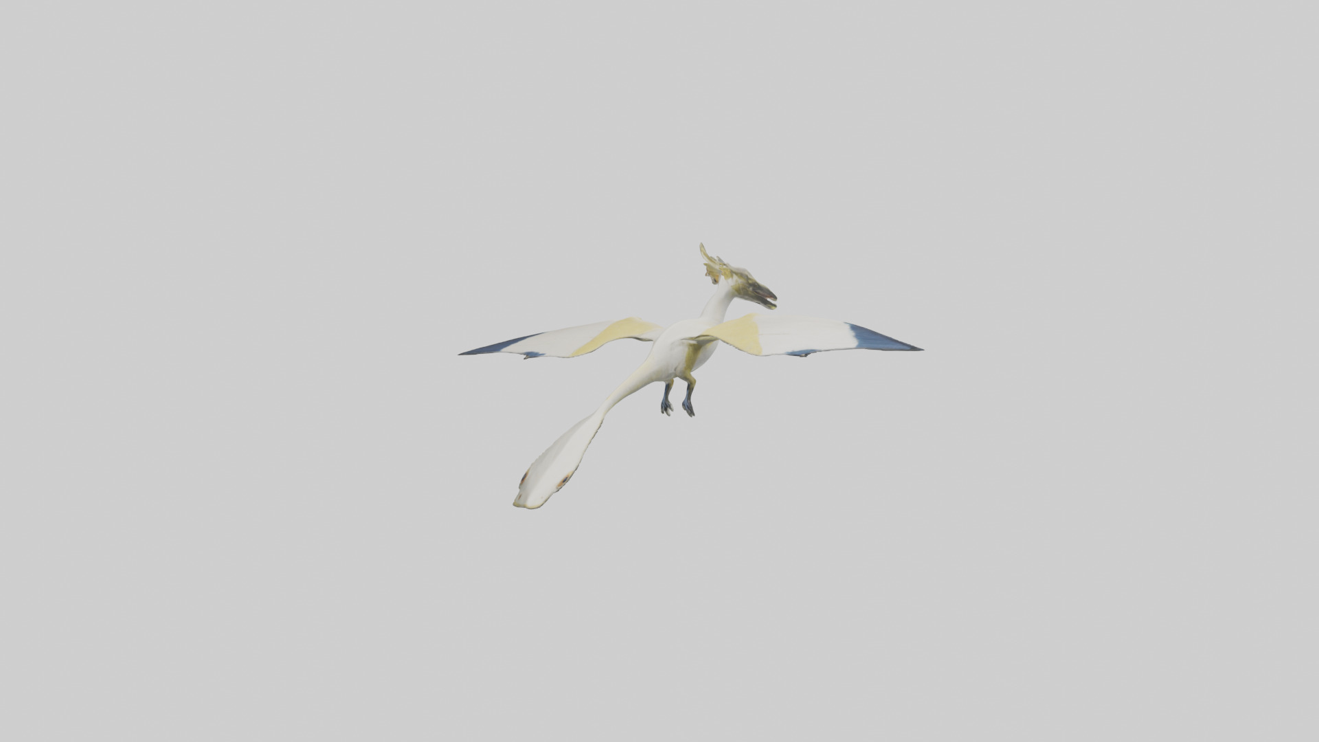 Rhamphorhynchus model Low-poly 3D model_10