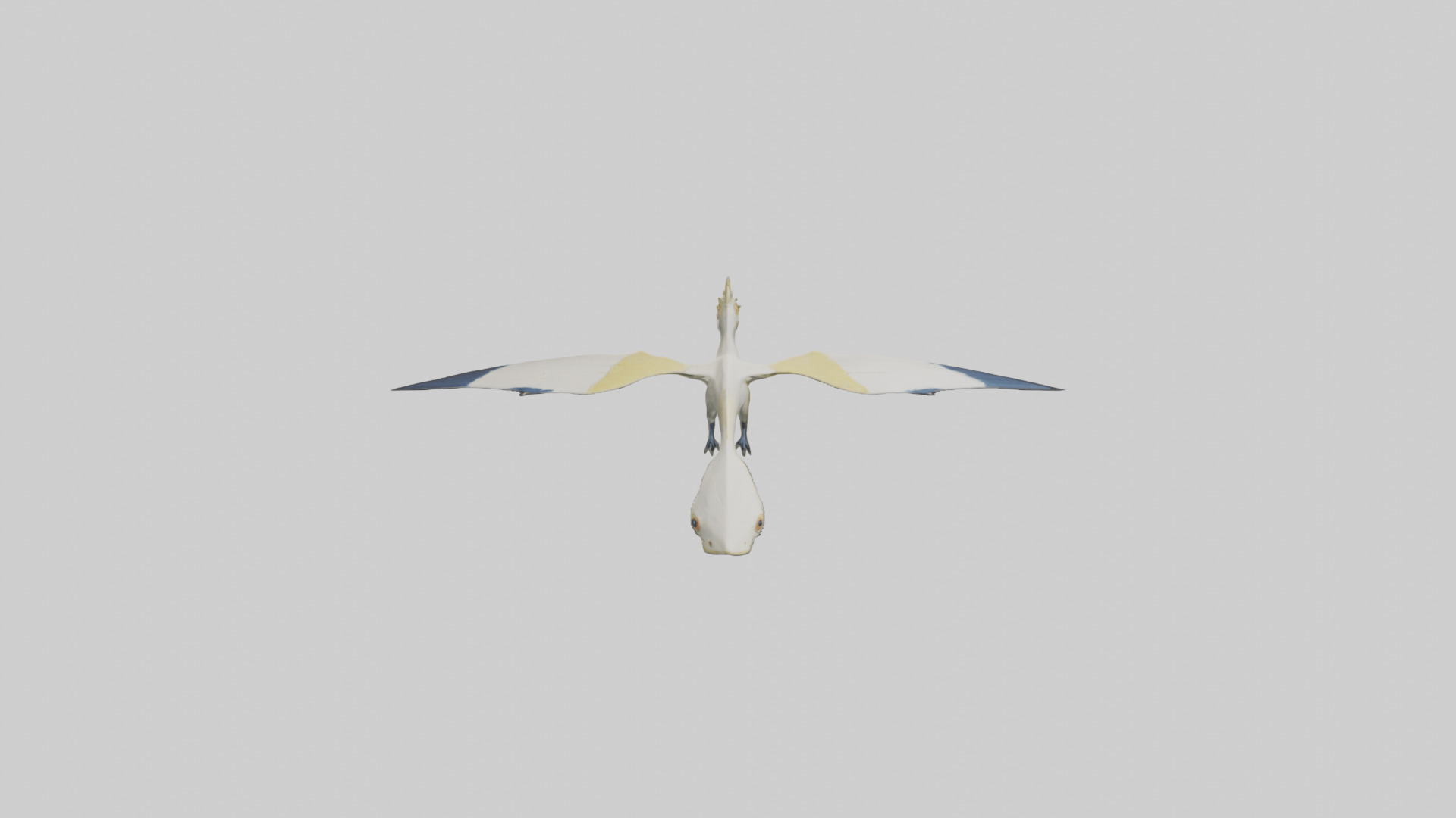 Rhamphorhynchus model Low-poly 3D model_9