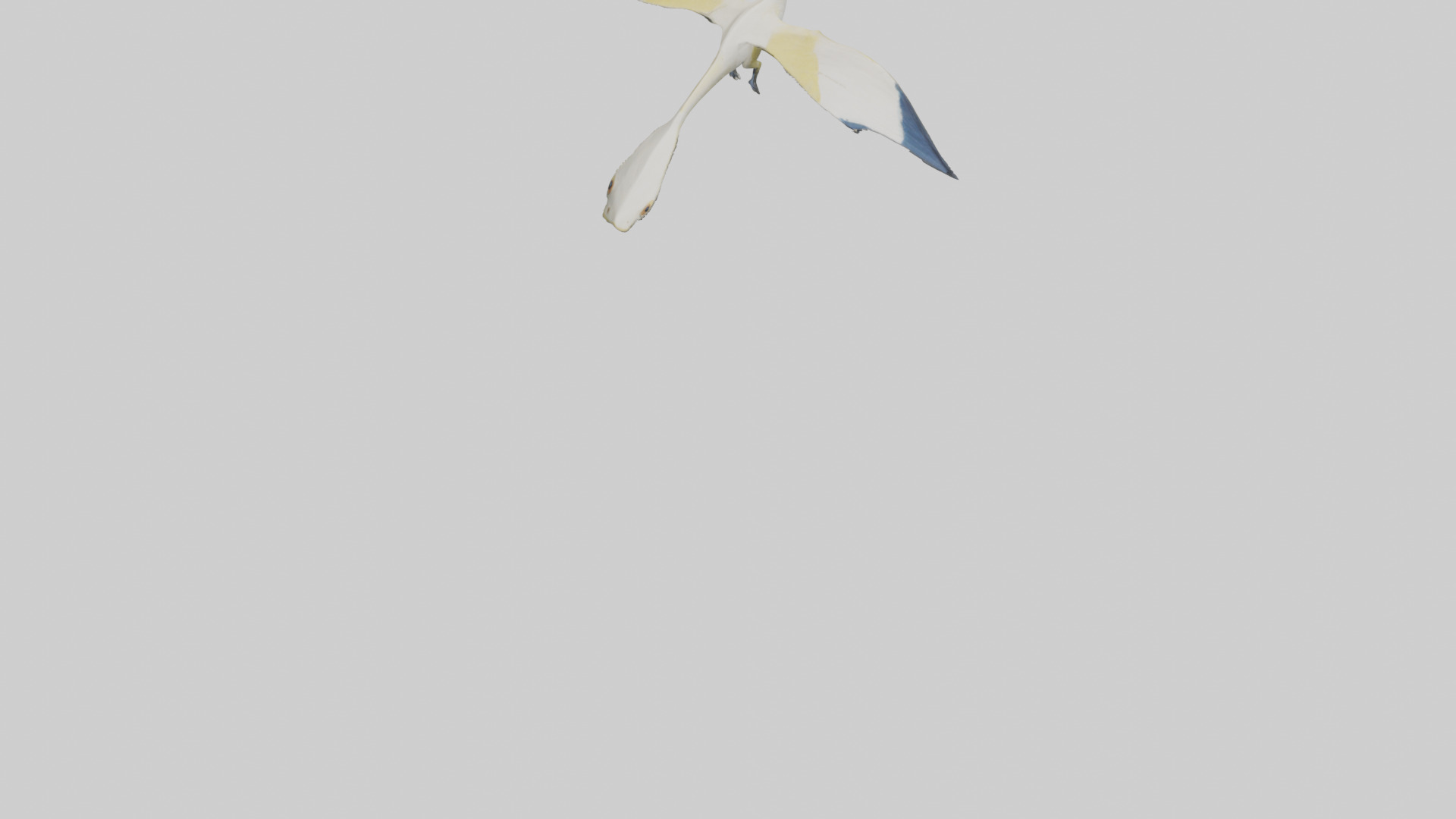 Rhamphorhynchus model Low-poly 3D model_5