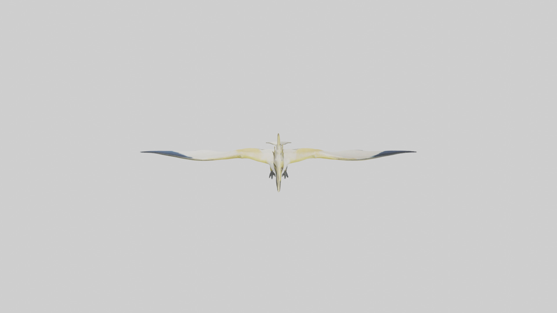 Rhamphorhynchus model Low-poly 3D model_15