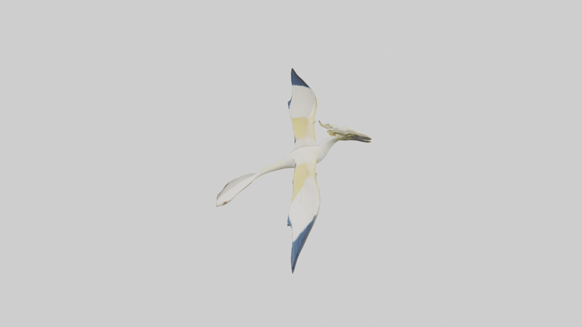 Rhamphorhynchus model Low-poly 3D model_17