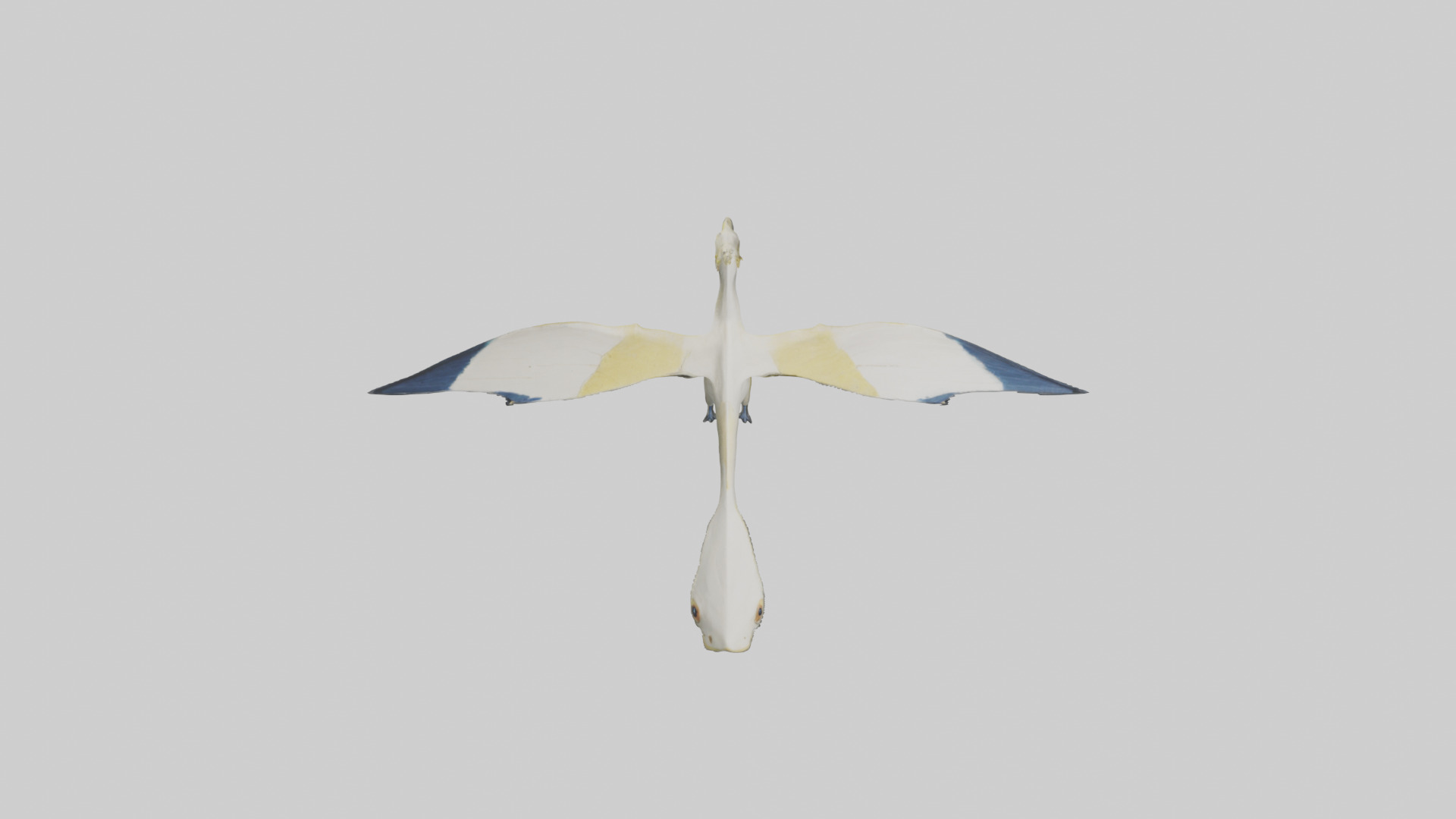 Rhamphorhynchus model Low-poly 3D model_16