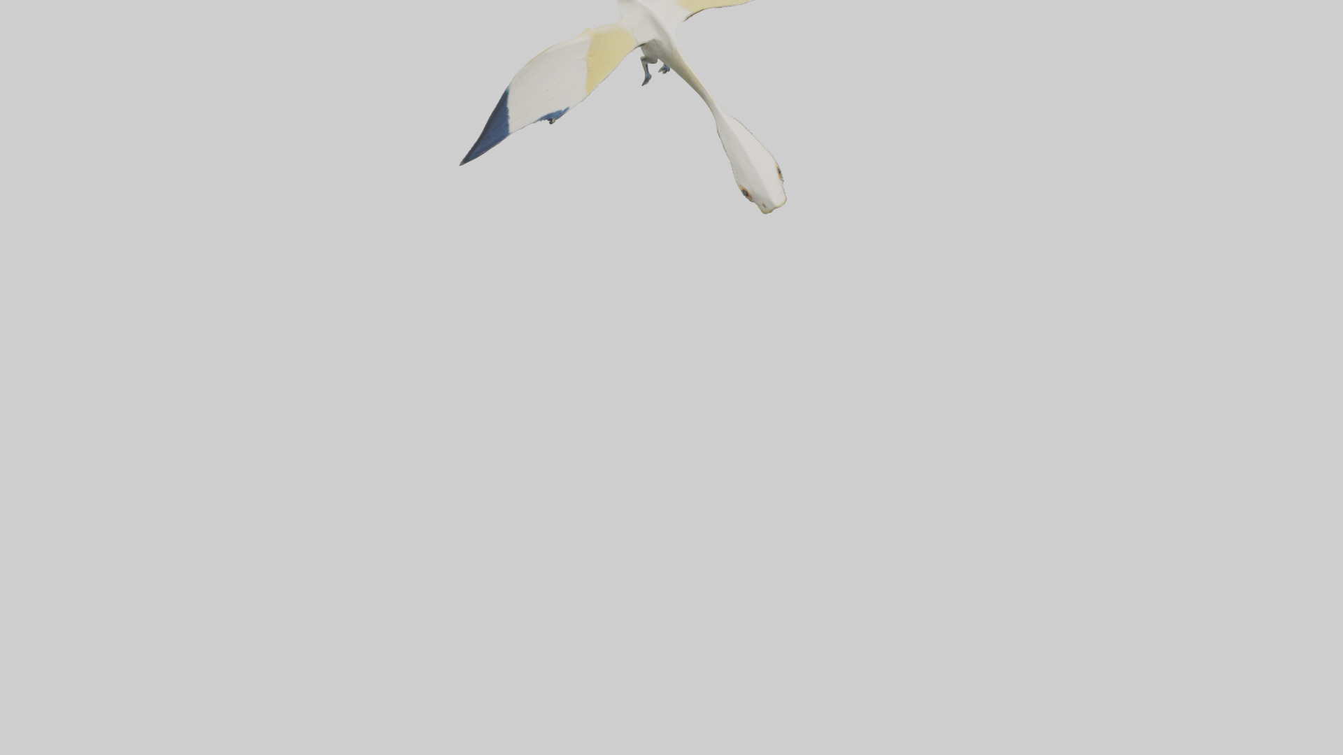 Rhamphorhynchus model Low-poly 3D model_6