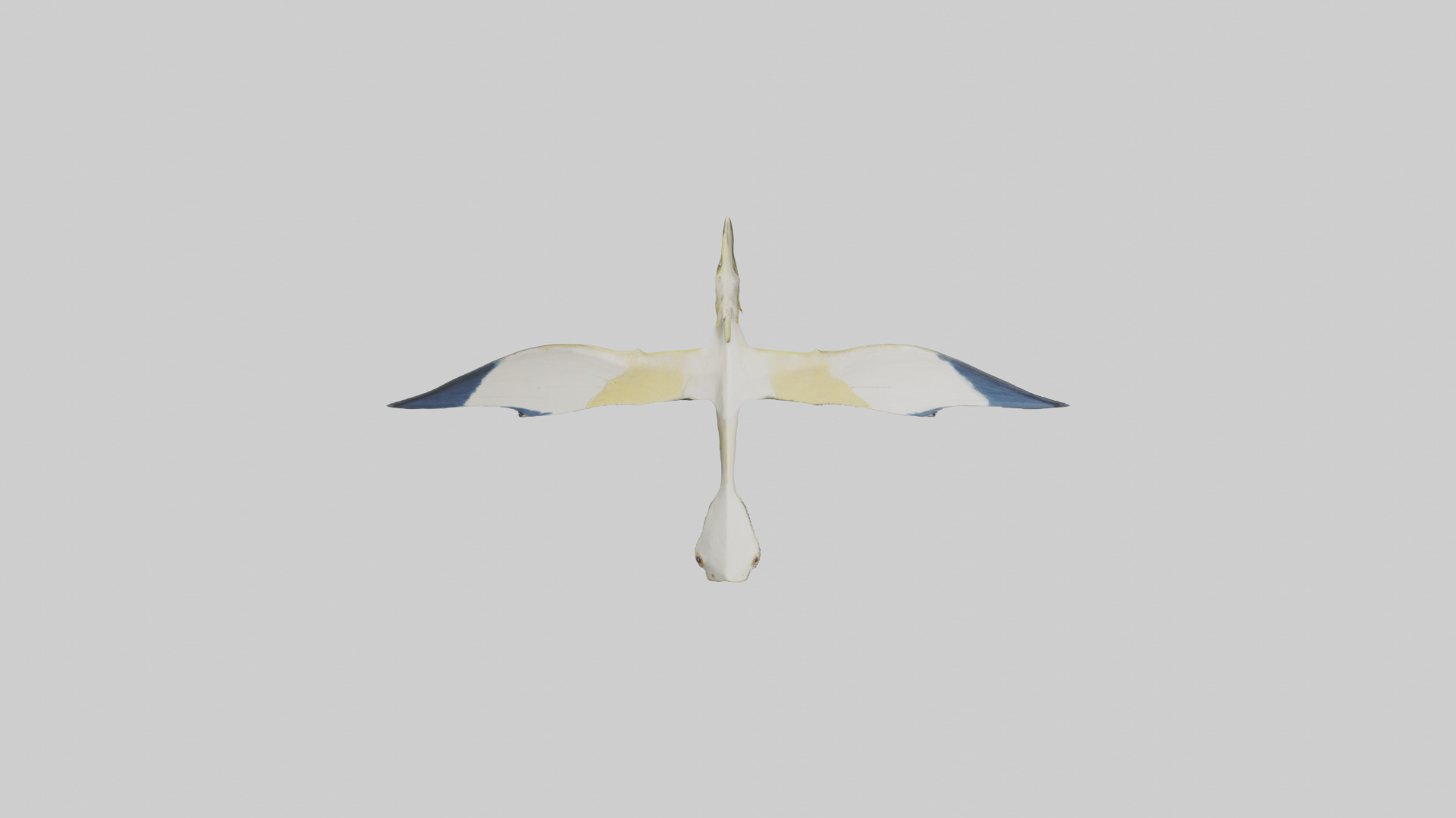 Rhamphorhynchus model Low-poly 3D model_14