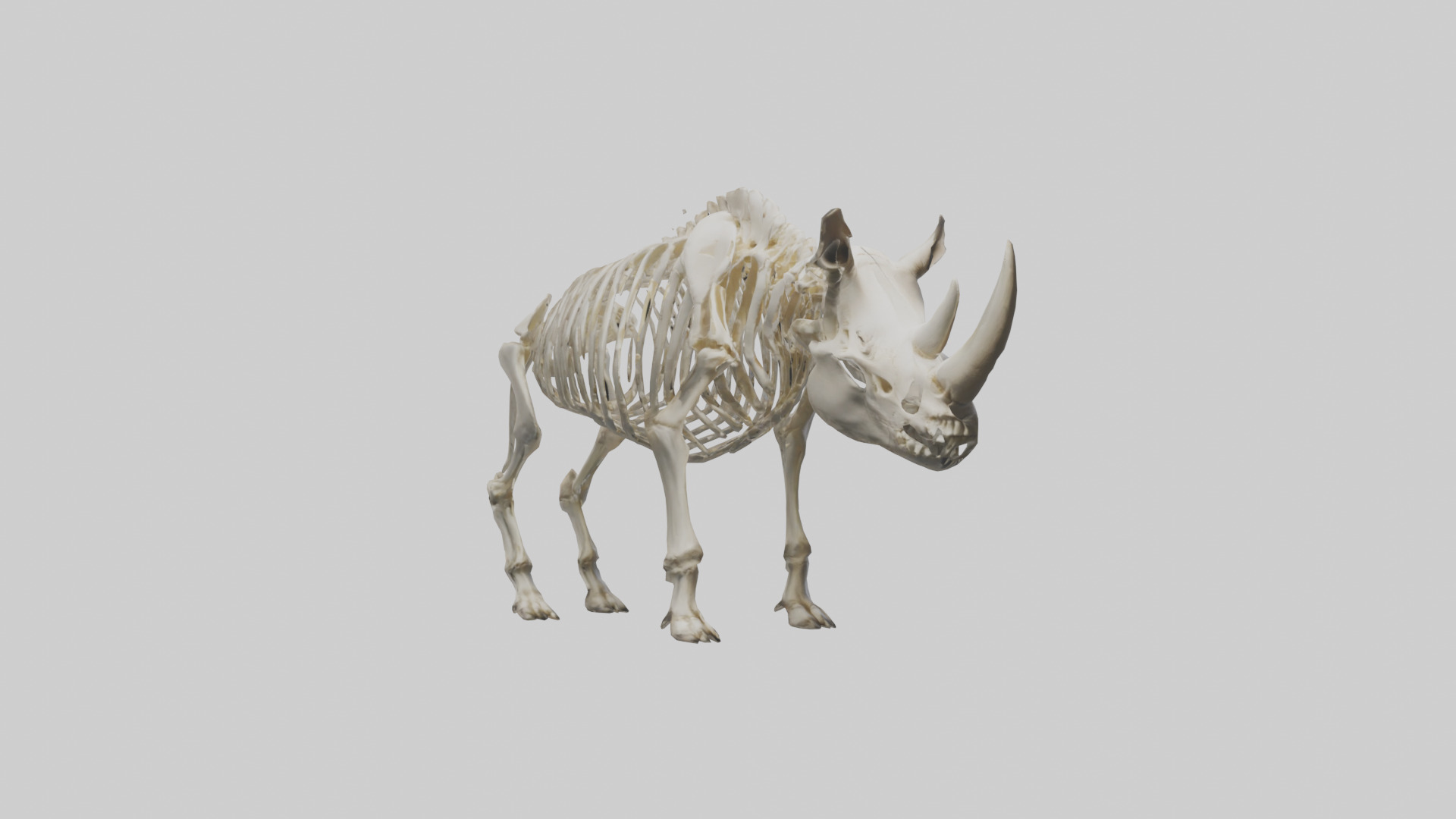 Rhino Skeleton model Low-poly 3D model_7