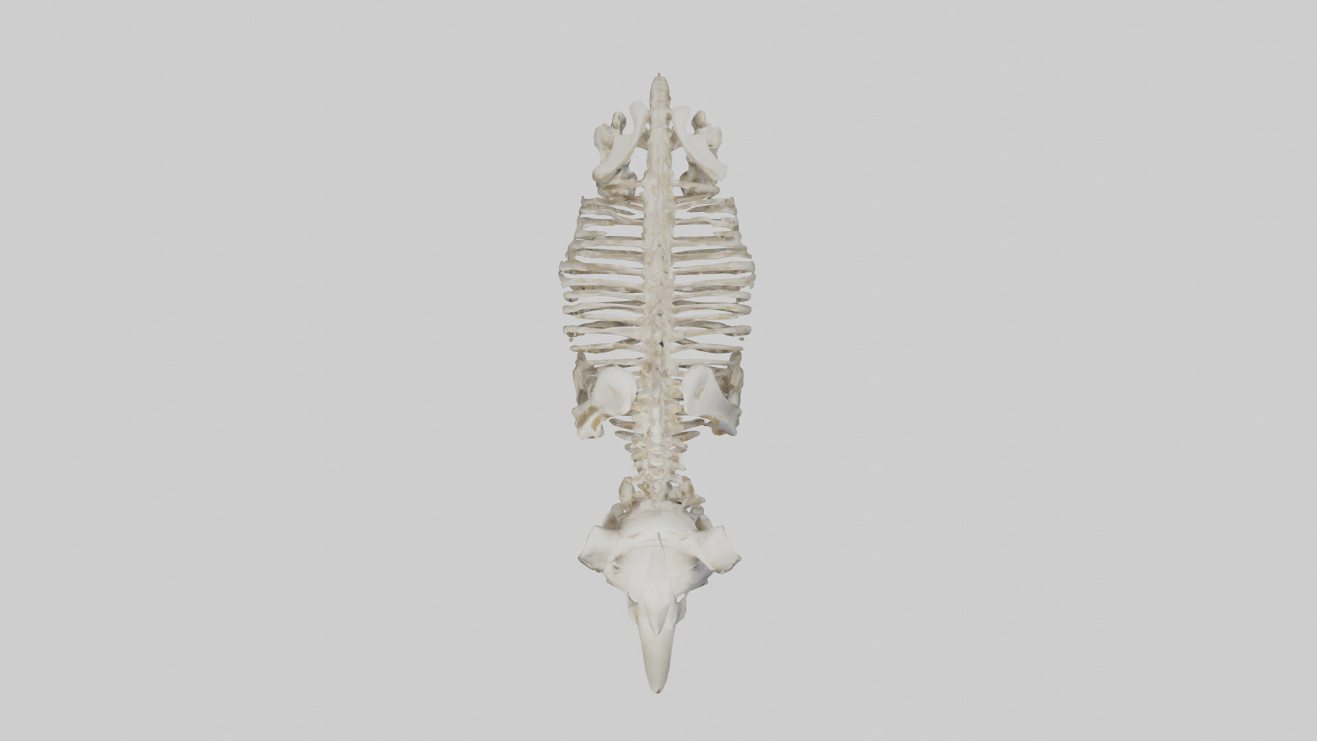 Rhino Skeleton model Low-poly 3D model_14