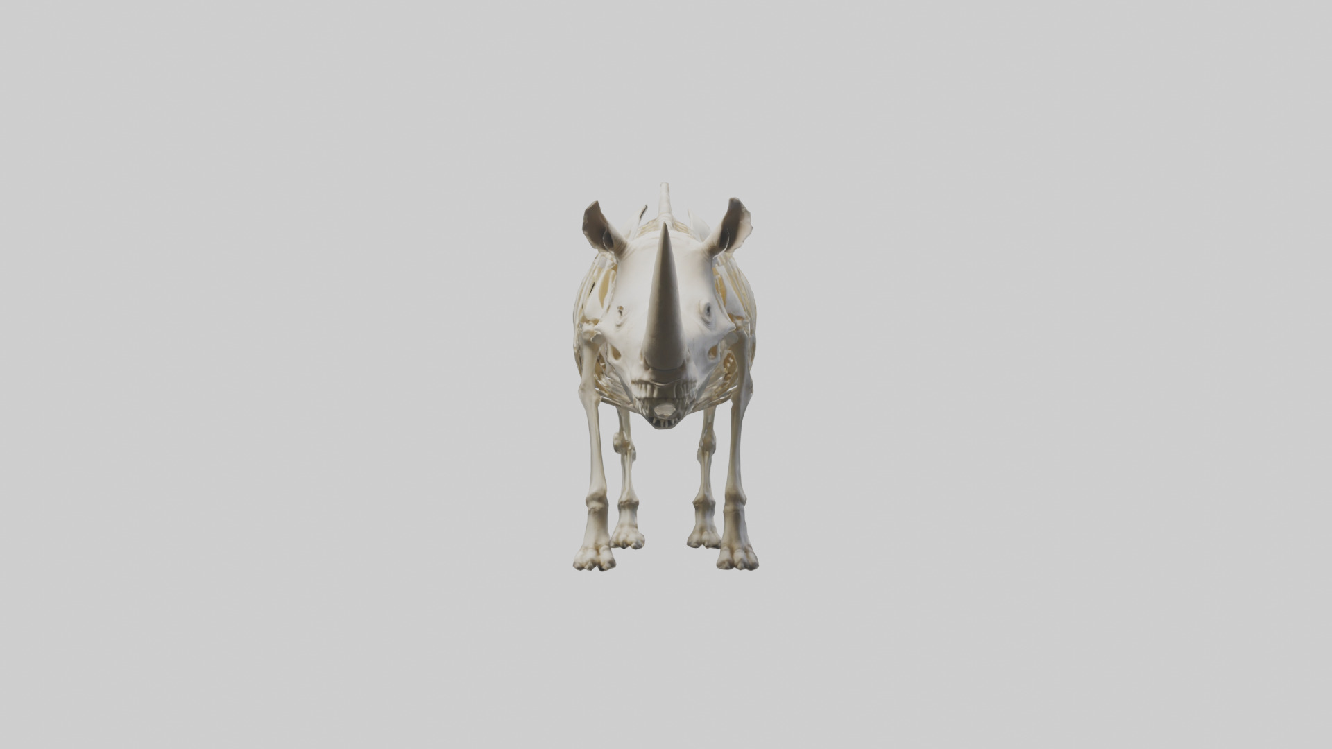 Rhino Skeleton model Low-poly 3D model_9