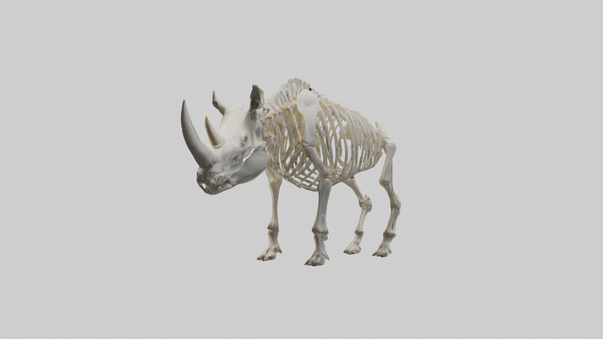 Rhino Skeleton model Low-poly 3D model_8