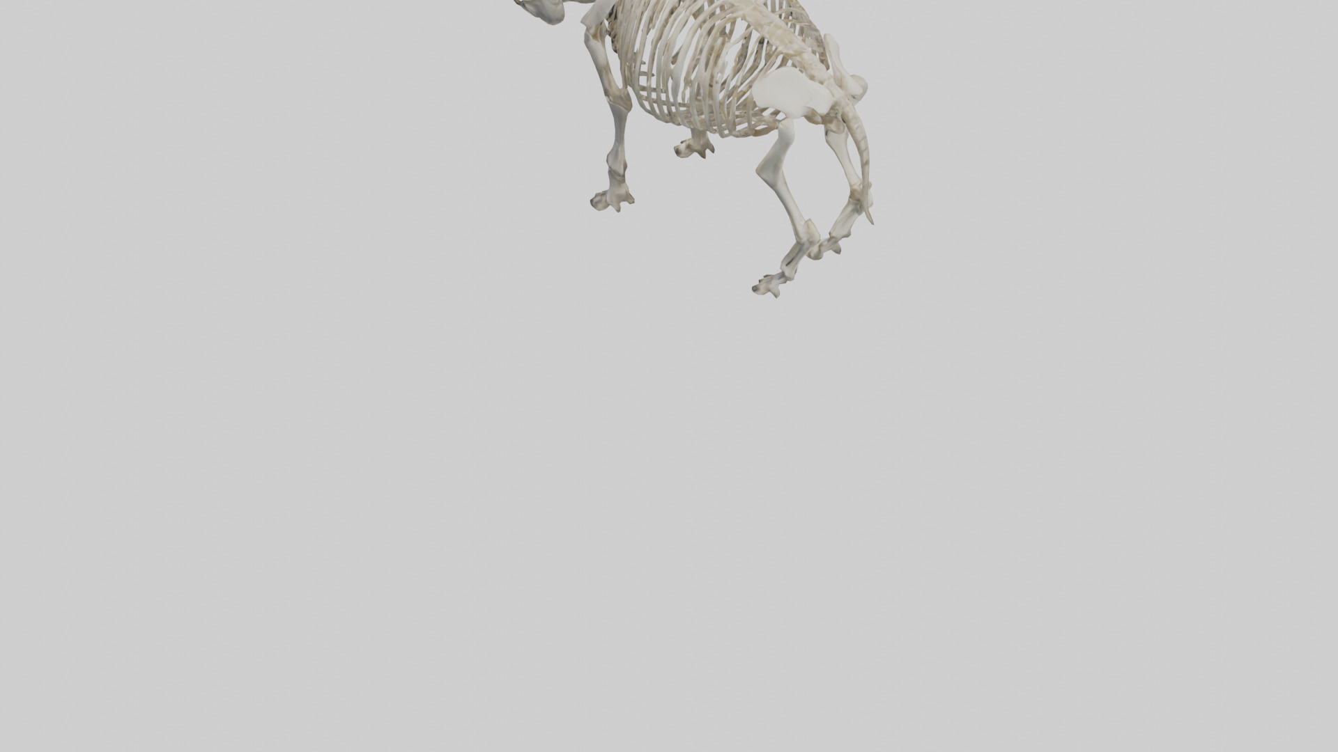 Rhino Skeleton model Low-poly 3D model_3