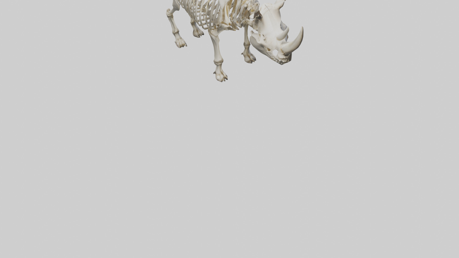 Rhino Skeleton model Low-poly 3D model_6