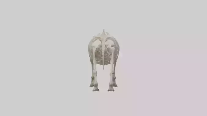 Rhino Skeleton model