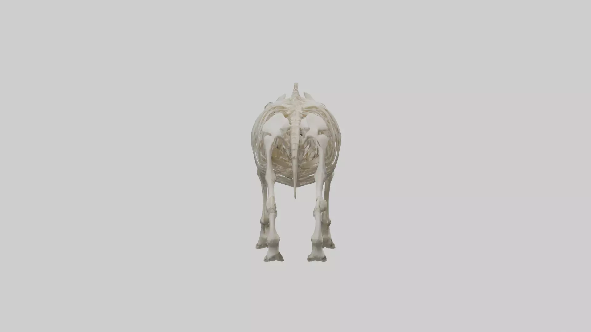 Rhino Skeleton model Low-poly 3D model_0
