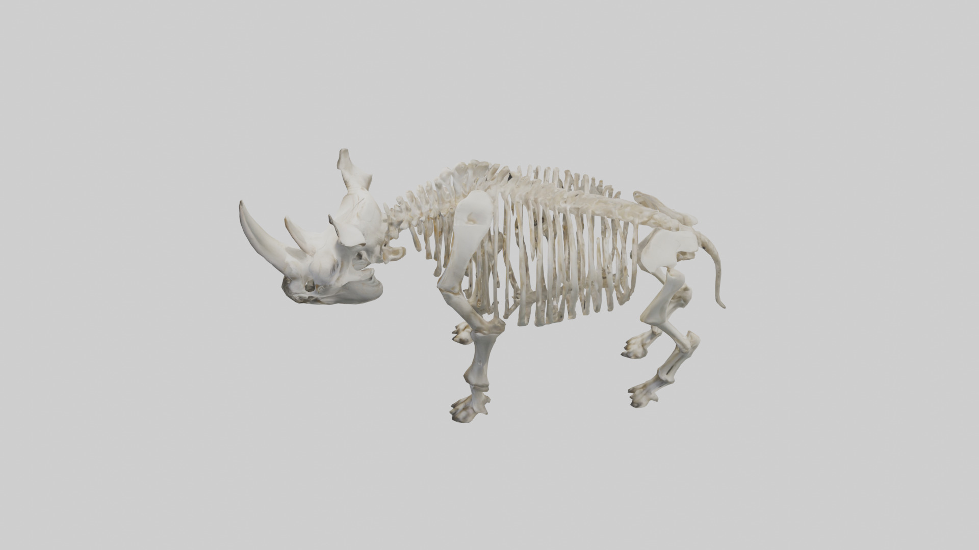 Rhino Skeleton model Low-poly 3D model_17
