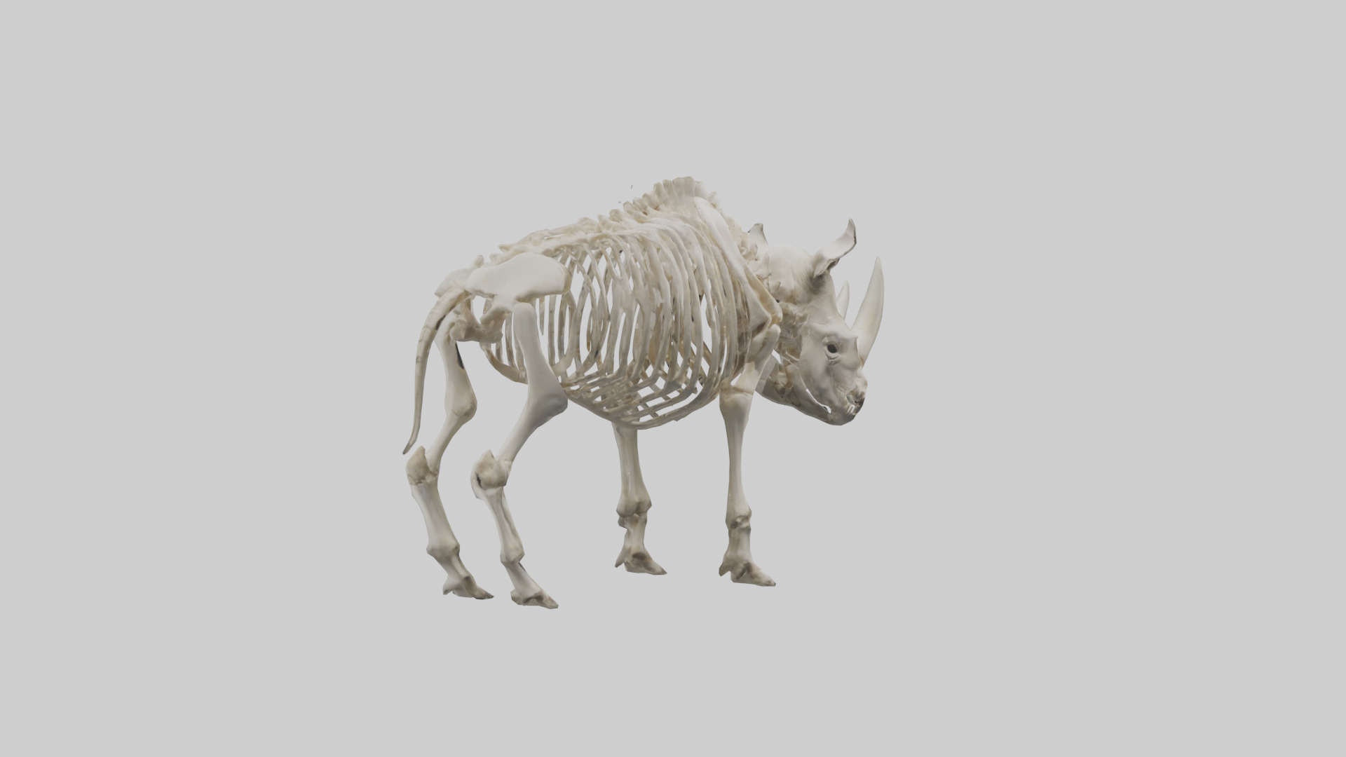 Rhino Skeleton model Low-poly 3D model_2