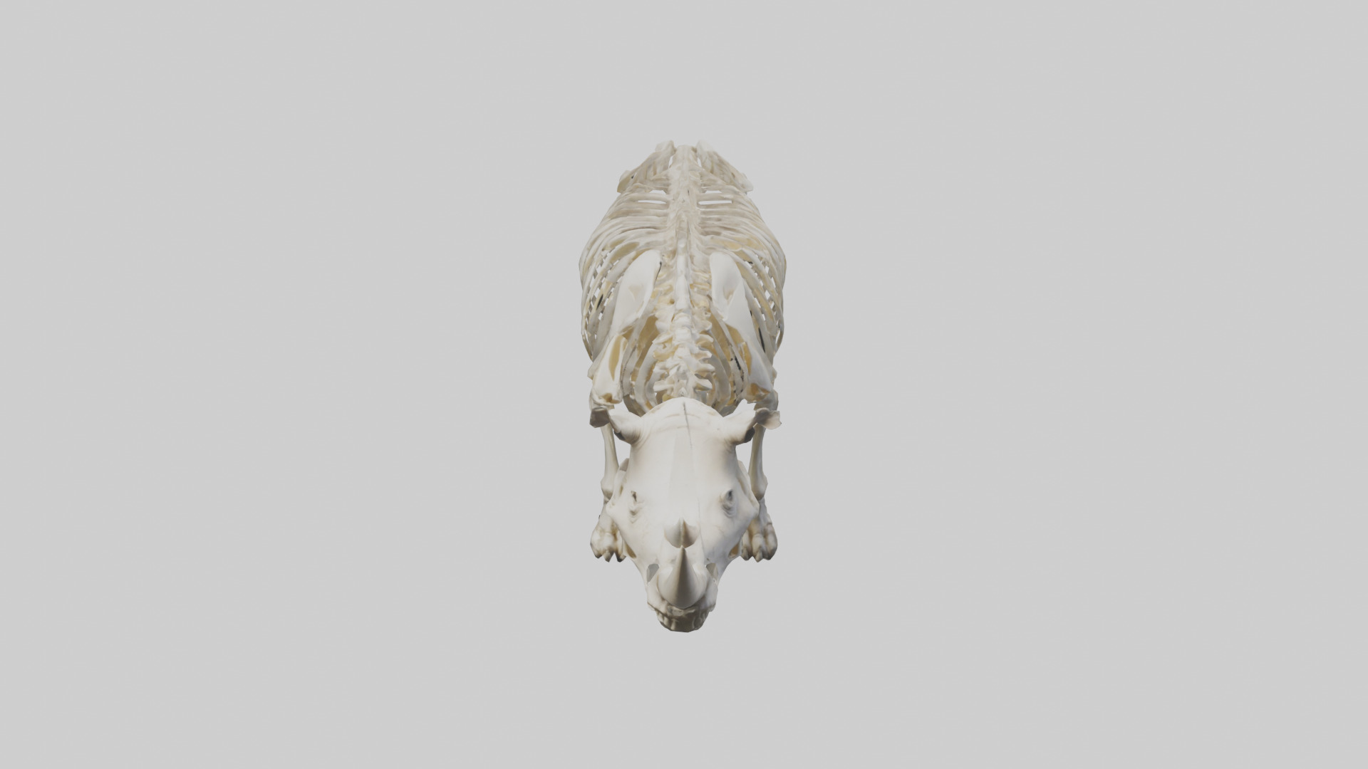 Rhino Skeleton model Low-poly 3D model_16