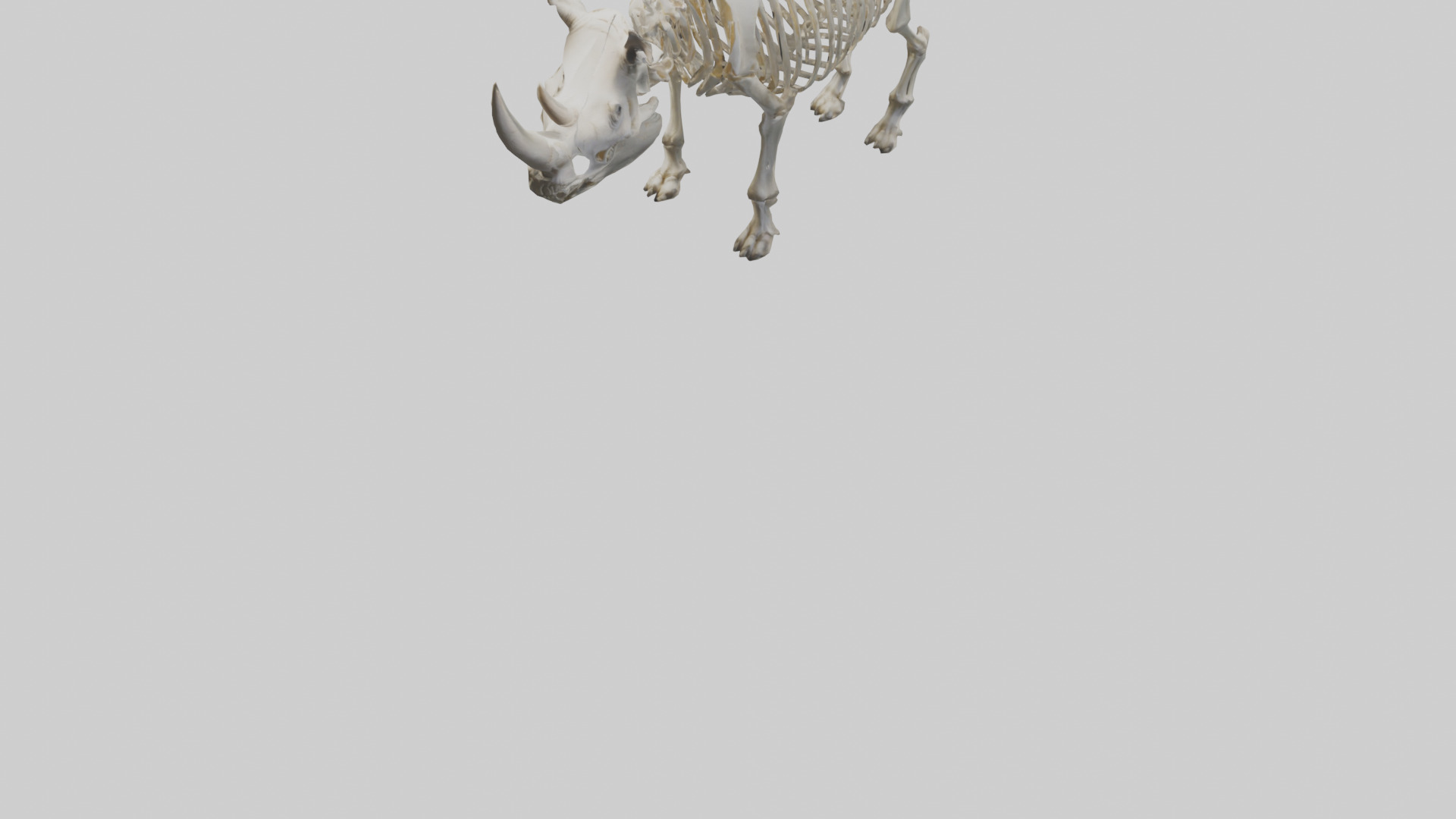 Rhino Skeleton model Low-poly 3D model_5