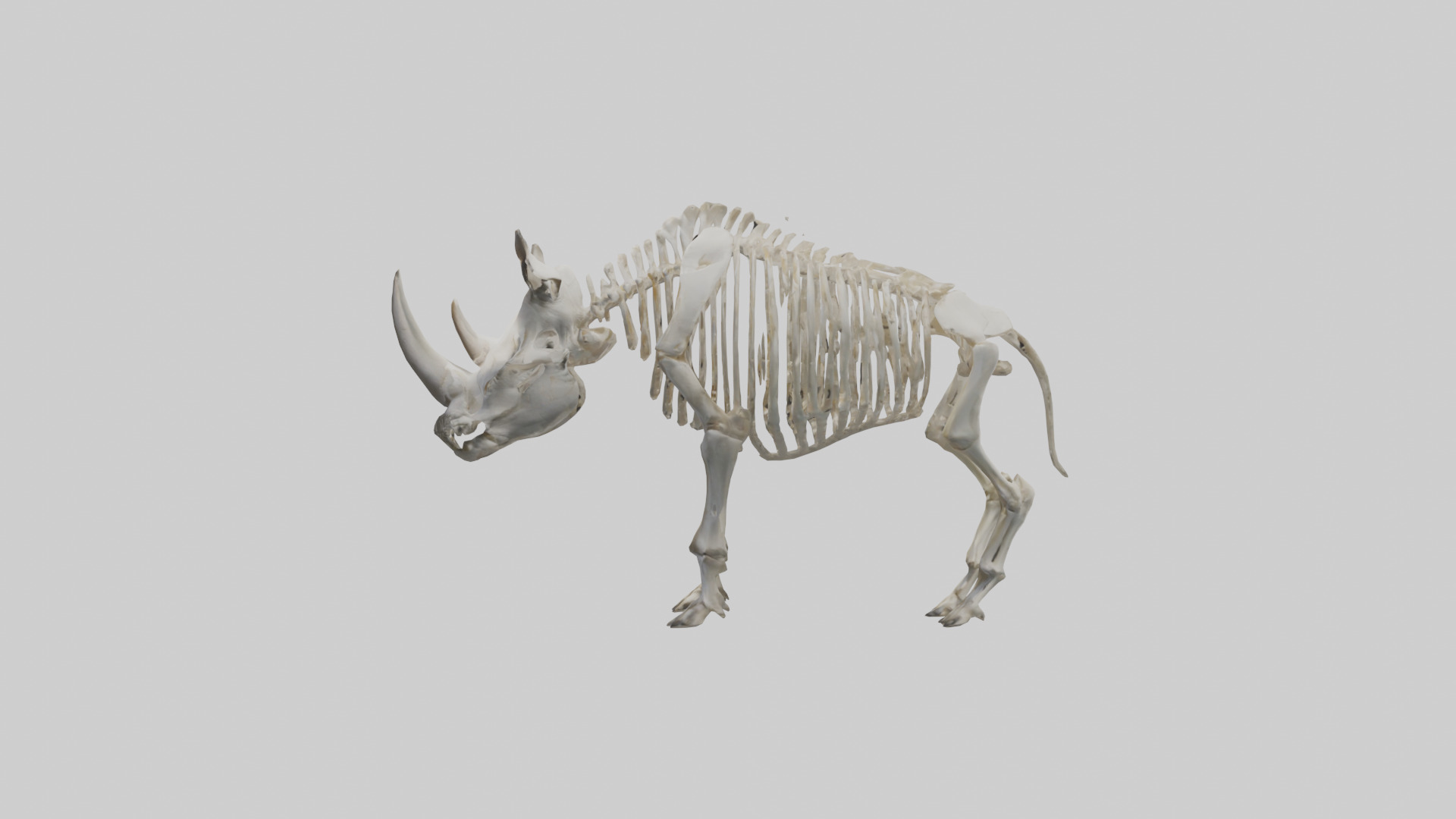 Rhino Skeleton model Low-poly 3D model_12