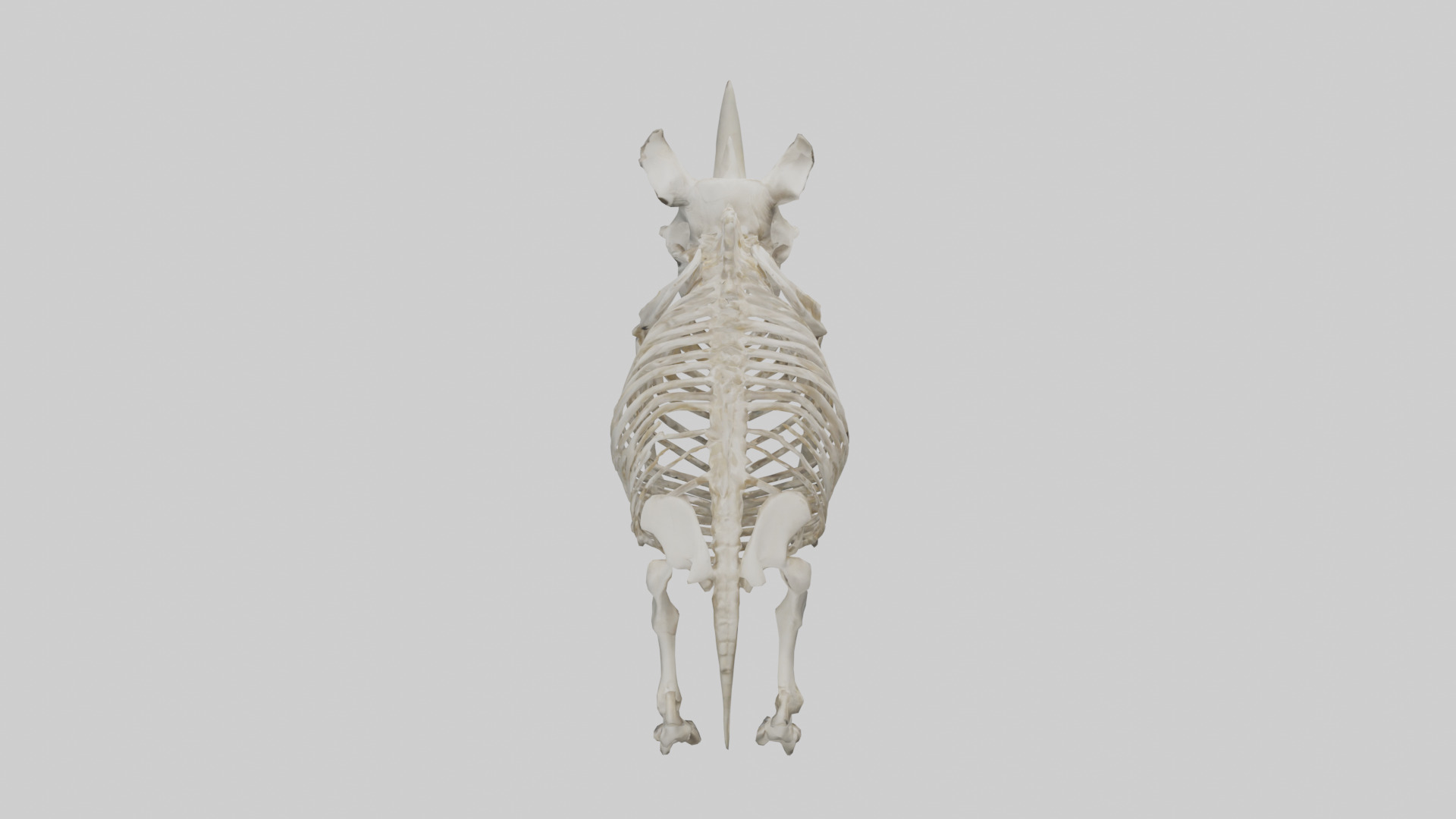 Rhino Skeleton model Low-poly 3D model_15