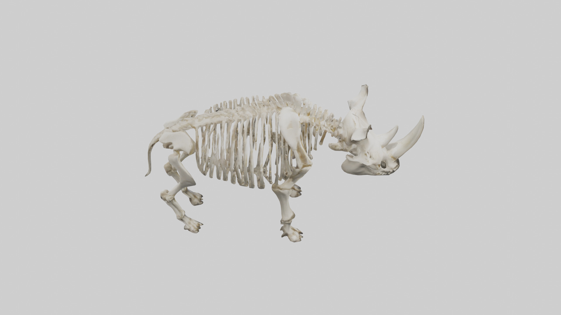Rhino Skeleton model Low-poly 3D model_18