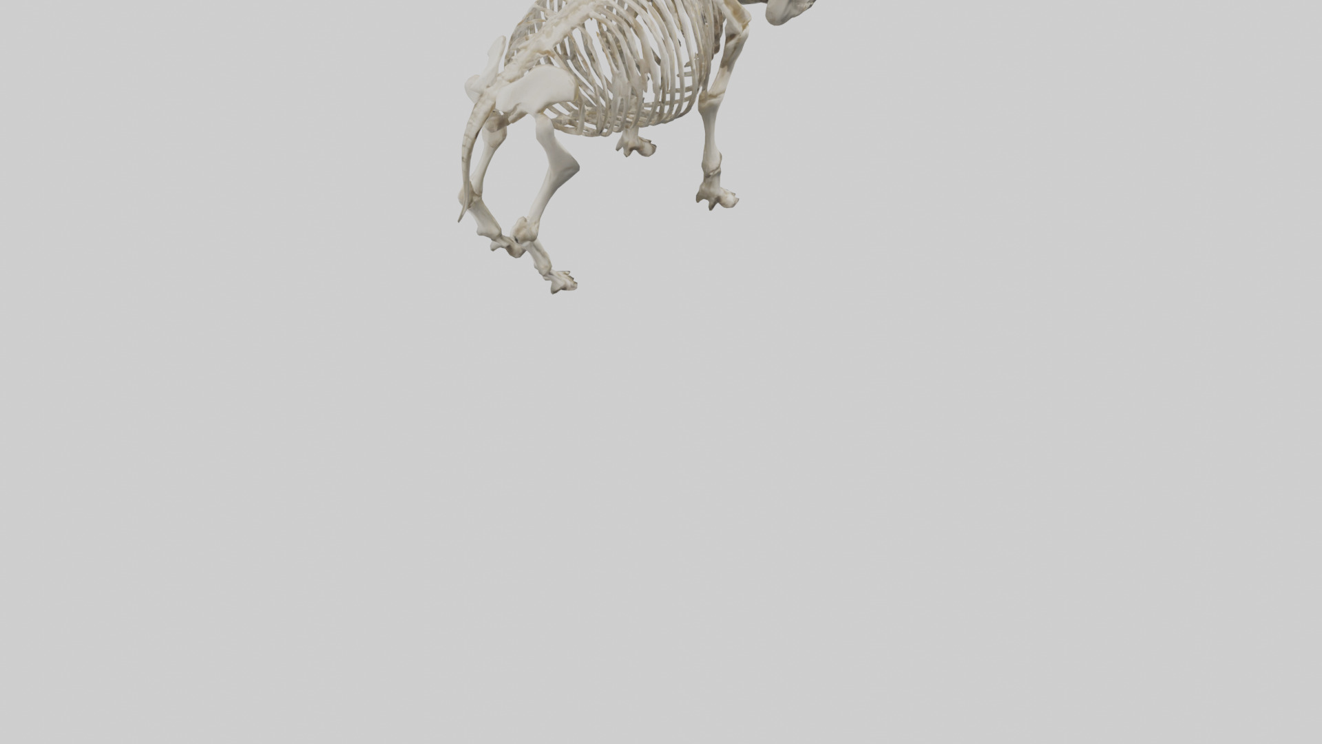 Rhino Skeleton model Low-poly 3D model_4