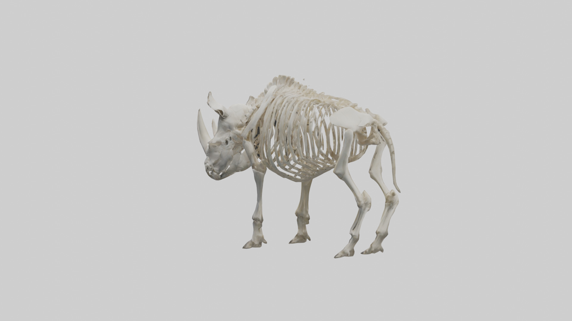 Rhino Skeleton model Low-poly 3D model_1