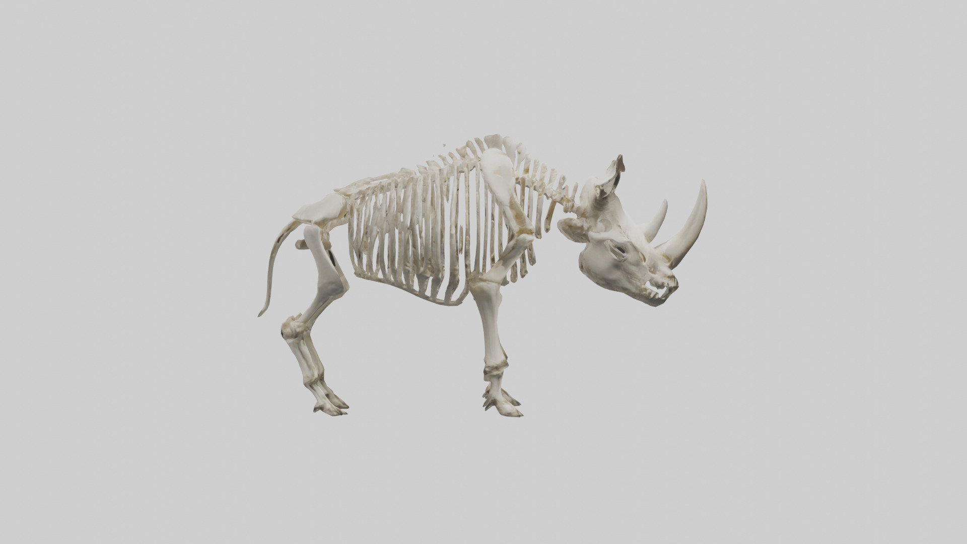 Rhino Skeleton model Low-poly 3D model_13