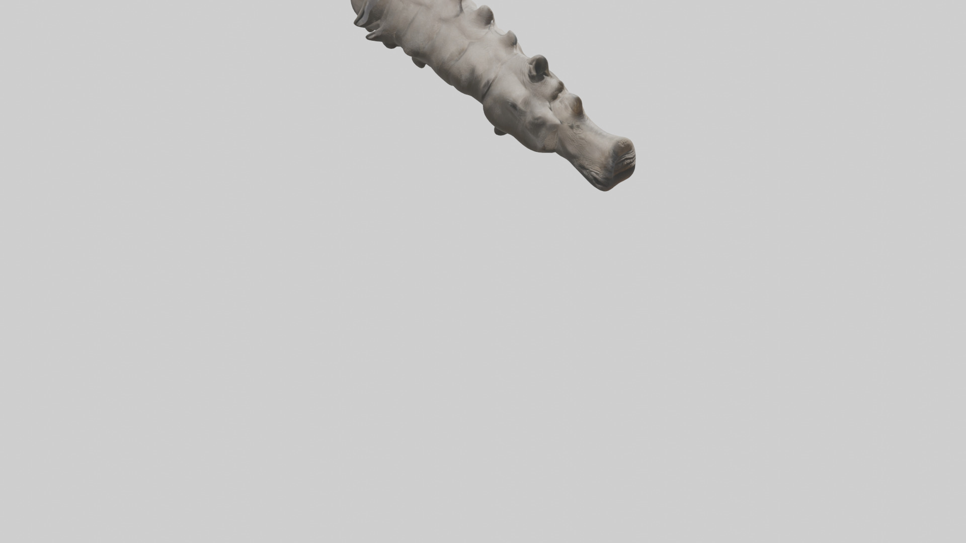 Rhino Spine Low-poly 3D model_6