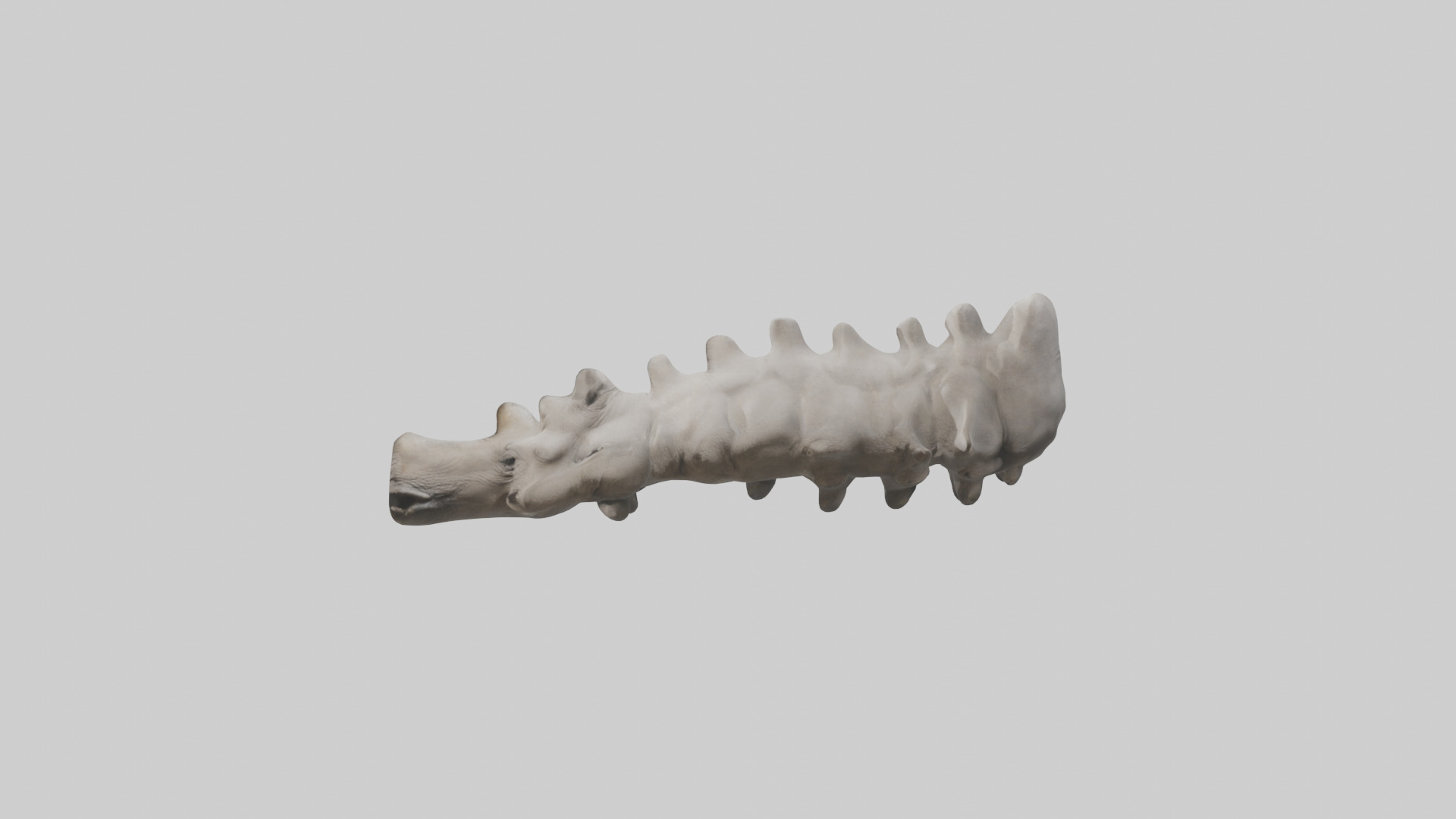 Rhino Spine Low-poly 3D model_12