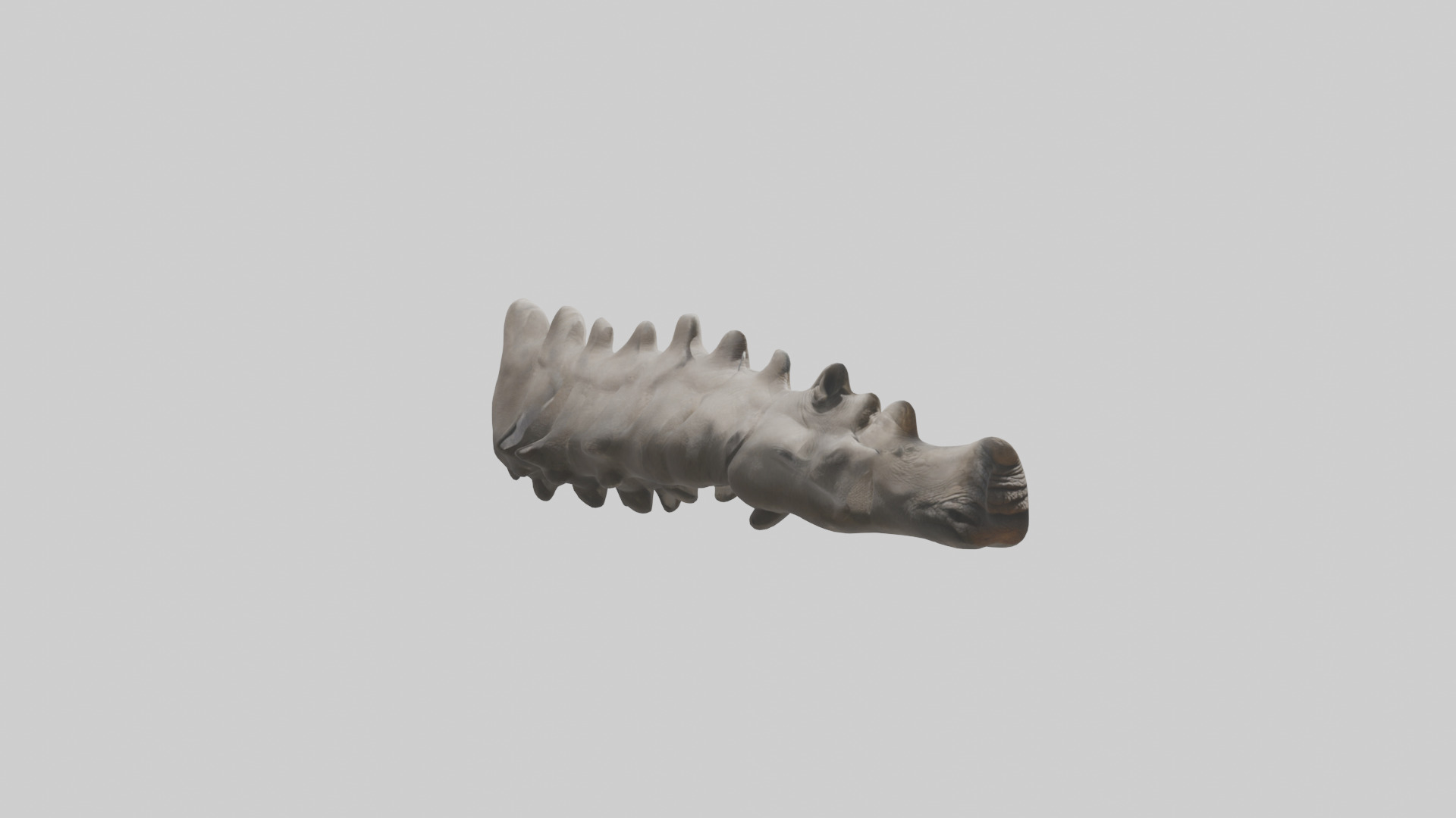 Rhino Spine Low-poly 3D model_7