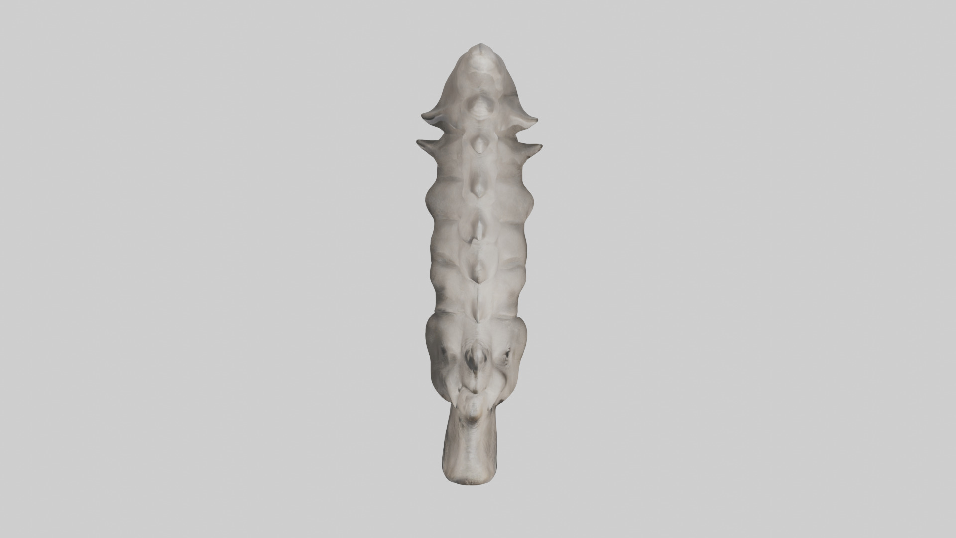 Rhino Spine Low-poly 3D model_14