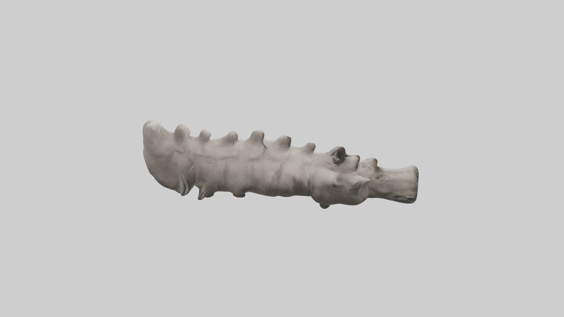 Rhino Spine Low-poly 3D model_18