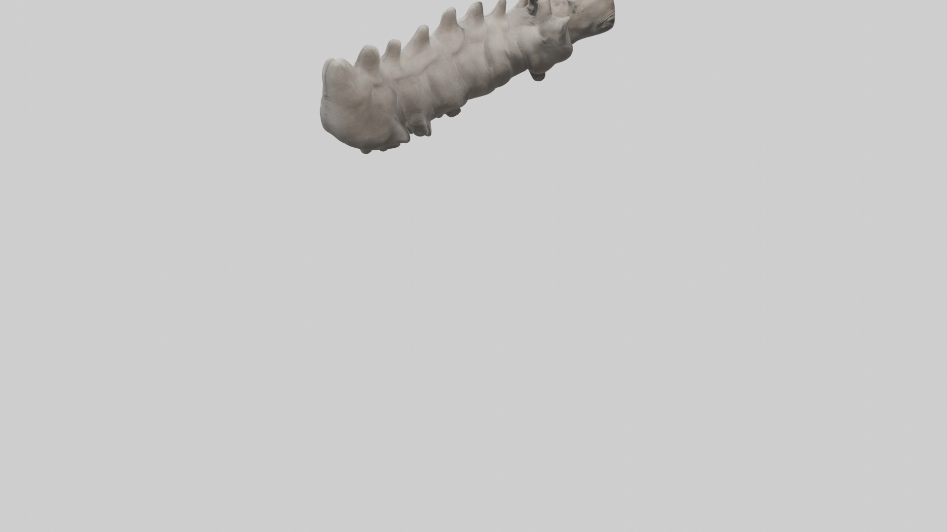 Rhino Spine Low-poly 3D model_4